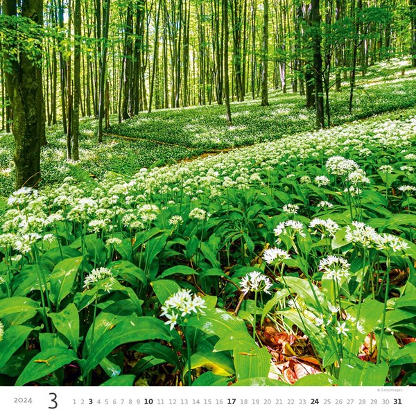 Obrázky: FOREST, nástenný kalendár 300x300 mm, väzba na špirále, Obrázok 4