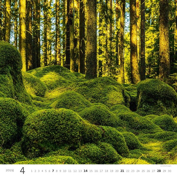 Obrázky: FOREST, nástenný kalendár 300x300 mm, väzba na špirále, Obrázok 5