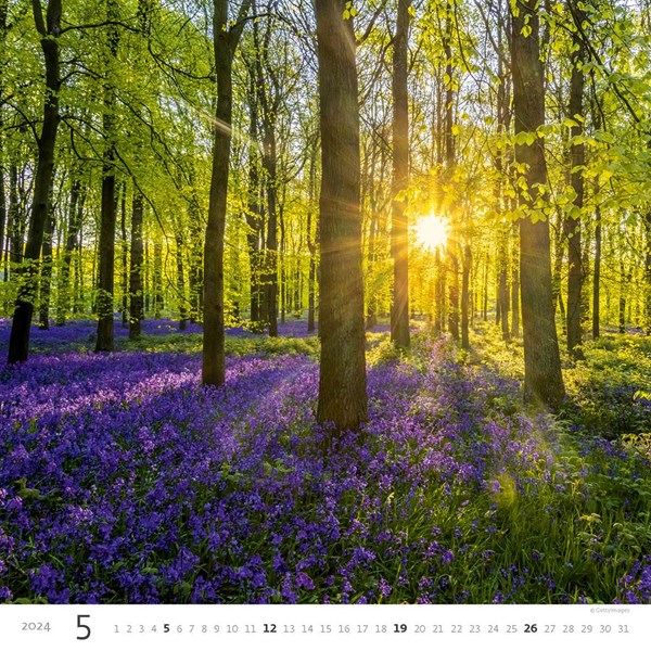 Obrázky: FOREST, nástenný kalendár 300x300 mm, väzba na špirále, Obrázok 6