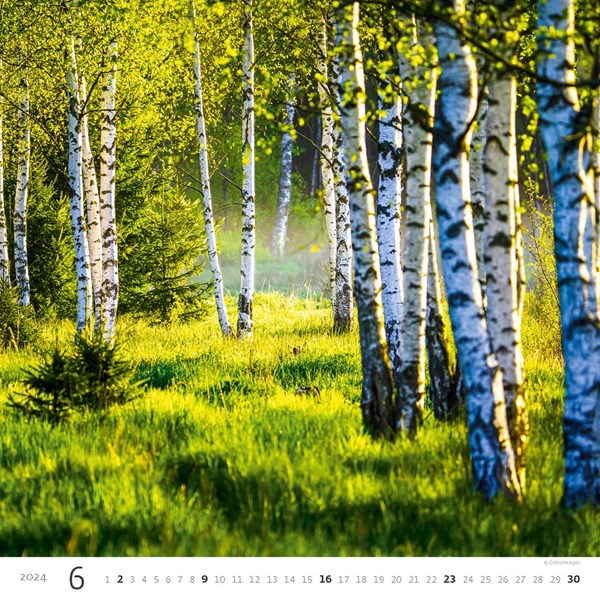 Obrázky: FOREST, nástenný kalendár 300x300 mm, väzba na špirále, Obrázok 7