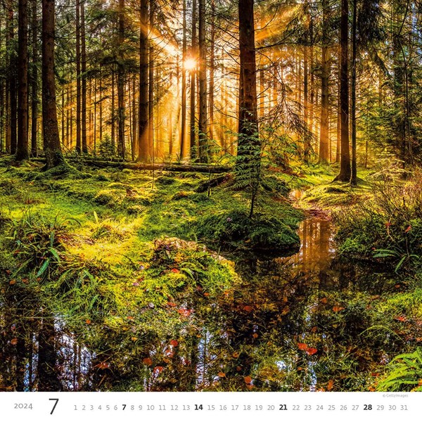 Obrázky: FOREST, nástenný kalendár 300x300 mm, väzba na špirále, Obrázok 8
