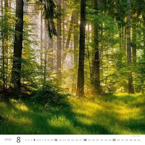 Obrázky: FOREST, nástenný kalendár 300x300 mm, väzba na špirále, Obrázok 9