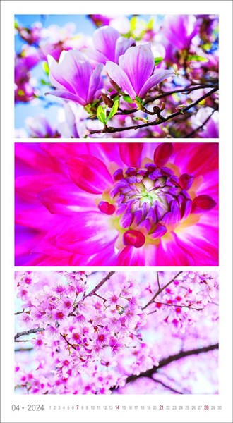 Obrázky: COLORS OF NATURE, nástenný kalendár 420x420 mm, Obrázok 5