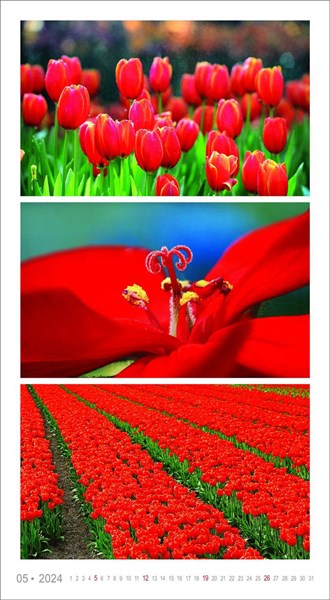 Obrázky: COLORS OF NATURE, nástenný kalendár 420x420 mm, Obrázok 6