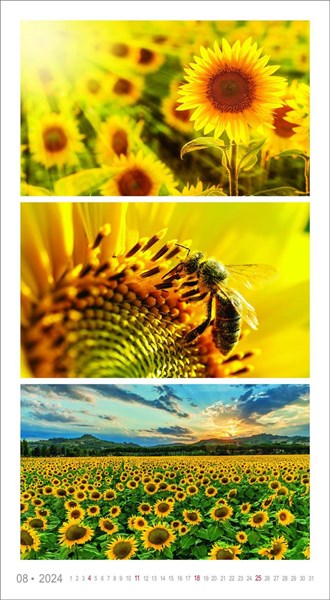 Obrázky: COLORS OF NATURE, nástenný kalendár 420x420 mm, Obrázok 9