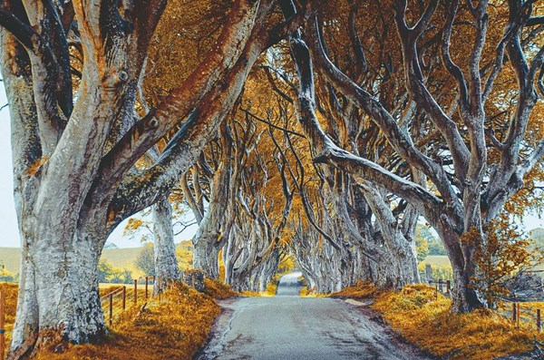 Obrázky: ALEJE, nástenný kalendár 485 x 340 mm, Obrázok 5
