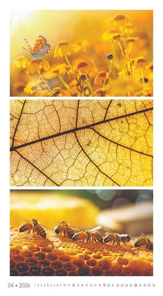 Obrázky: COLORS OF NATURE, nástenný kalendár 420x420 mm, Obrázok 8